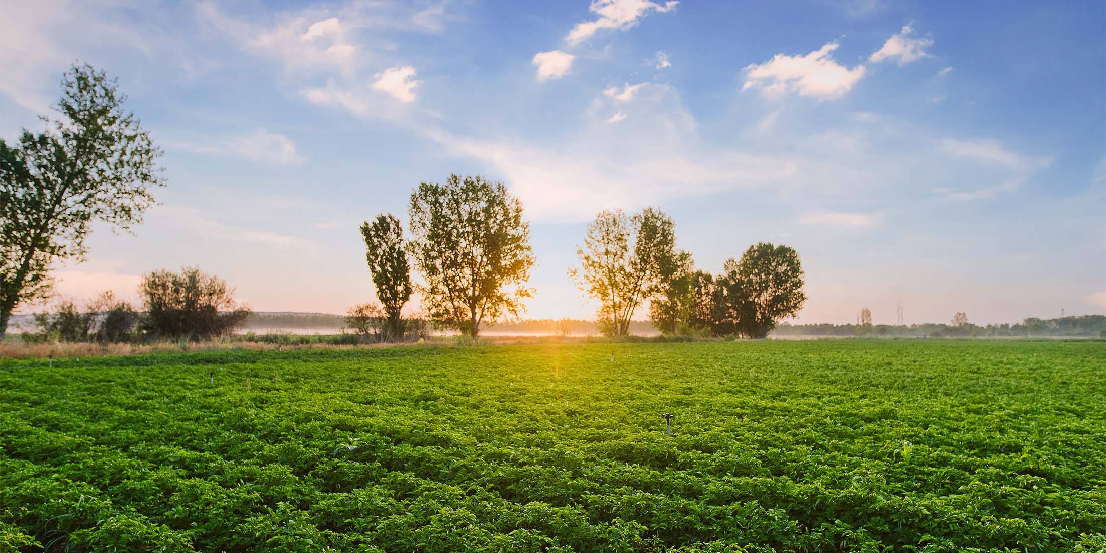 View of a farm at sunset