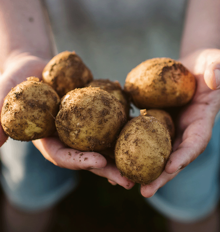 Hands holding potatoes