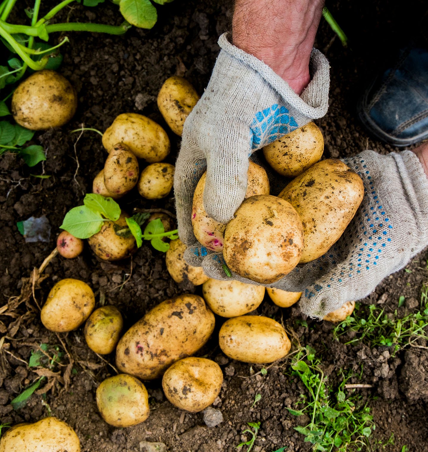 Hands holding potatoes